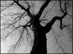 An old, dark tree
