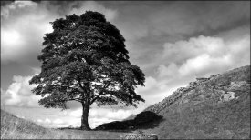 Tree at Sycamore Gap